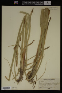 Carex utriculata image