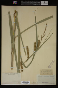 Carex utriculata image