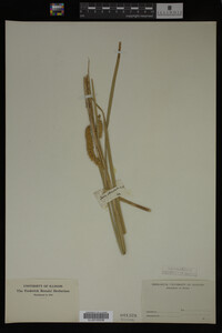 Carex utriculata image