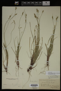 Carex albicans image