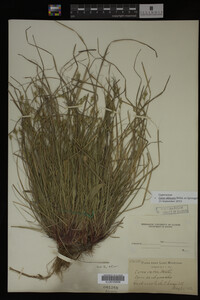 Carex albicans image