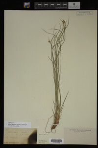 Carex albicans image