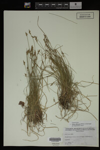 Carex albicans image