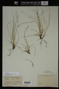 Carex albicans image