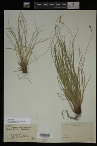 Carex albicans image