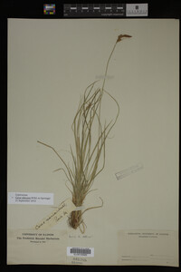 Carex albicans image