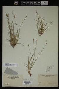 Carex albicans image