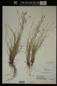 Carex albicans image