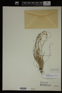 Carex albicans image