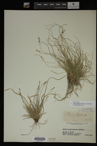 Carex albicans image