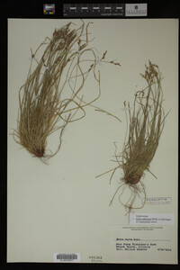 Carex albicans image