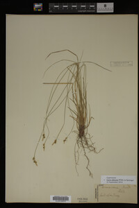 Carex albicans image