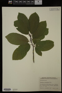 Image Associated With the Occurrence