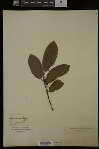 Image Associated With the Occurrence