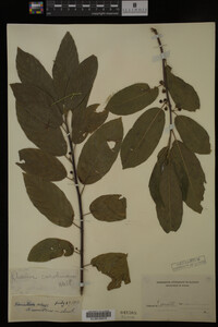 Image Associated With the Occurrence