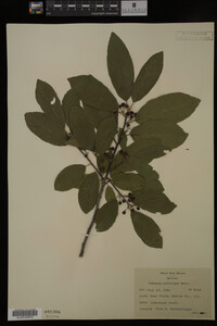 Image Associated With the Occurrence