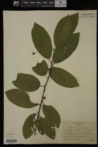 Image Associated With the Occurrence