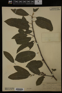 Image Associated With the Occurrence