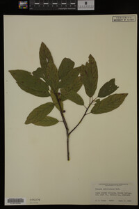 Image Associated With the Occurrence
