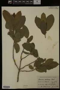 Image Associated With the Occurrence