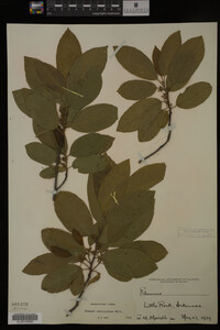 Image Associated With the Occurrence
