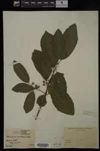 Image Associated With the Occurrence