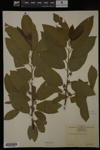 Image Associated With the Occurrence