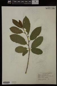 Image Associated With the Occurrence