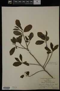 Image Associated With the Occurrence