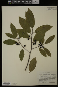 Image Associated With the Occurrence