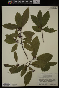Image Associated With the Occurrence