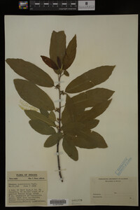 Image Associated With the Occurrence