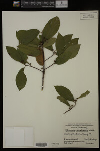 Image Associated With the Occurrence
