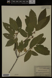 Image Associated With the Occurrence