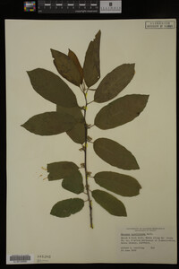 Image Associated With the Occurrence