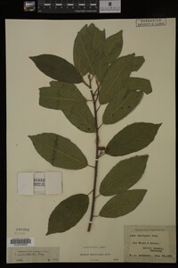 Image Associated With the Occurrence