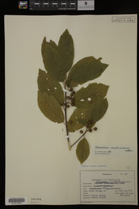 Image Associated With the Occurrence
