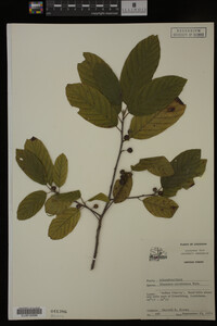 Image Associated With the Occurrence