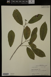 Image Associated With the Occurrence