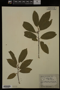 Image Associated With the Occurrence