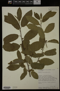 Image Associated With the Occurrence