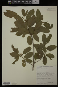 Image Associated With the Occurrence
