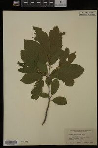 Image Associated With the Occurrence