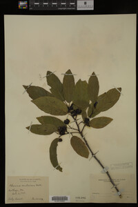Image Associated With the Occurrence