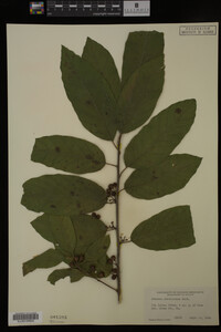 Image Associated With the Occurrence