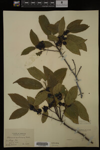 Image Associated With the Occurrence