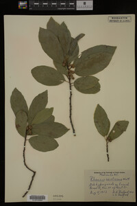 Image Associated With the Occurrence