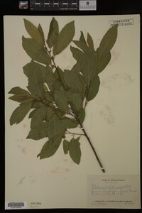 Image Associated With the Occurrence
