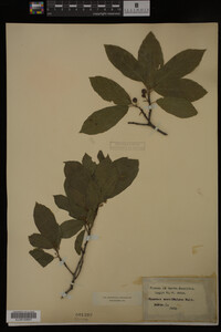 Image Associated With the Occurrence