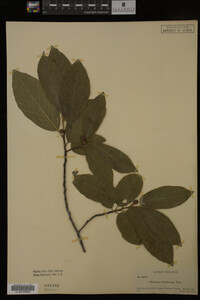 Image Associated With the Occurrence